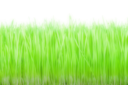 Blur Green Background on white background.の写真素材