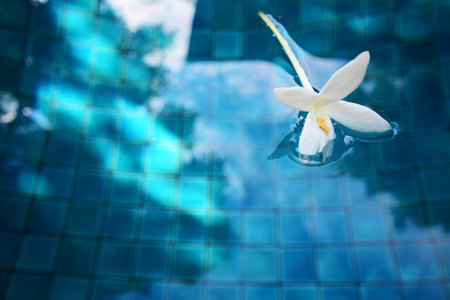 White flower among blue water