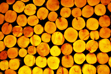 yellow logs backgroundの写真素材
