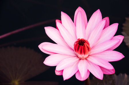 pink lotus in lake, black backgroundの写真素材