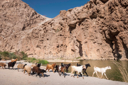 Goats walk along the river on mountain