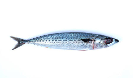 Fresh saba fish isolated on white background