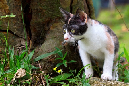 A kitten play in the woodsの写真素材