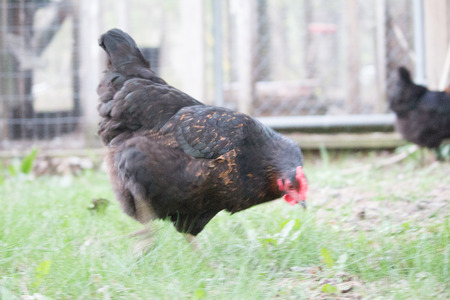 chickenのeditorial素材