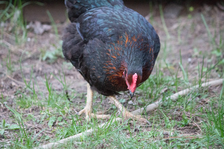 Chickenのeditorial素材