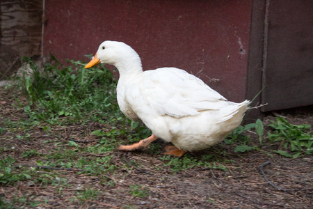 domestic duckのeditorial素材