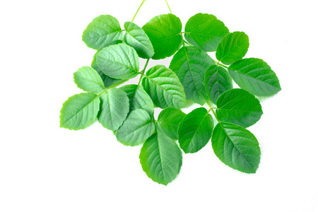 Green leavesの写真素材