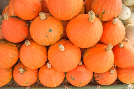 Pumpkin small gold の写真素材