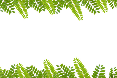 green leaves isolated, white backgroundの写真素材