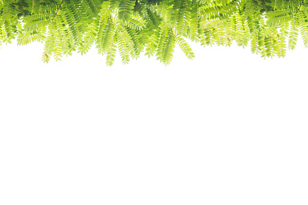 green leaves isolated on white backgroundの写真素材