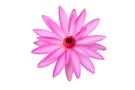 pink lotus isolated on white backgroundの写真素材