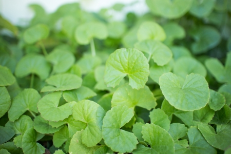 fresh Centella asiaticaの写真素材