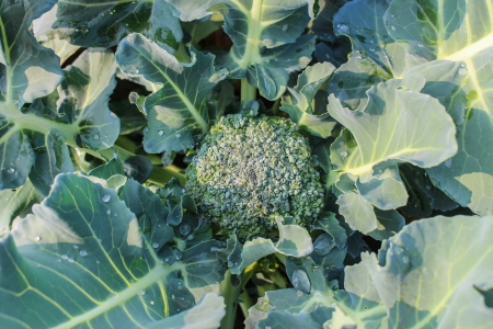 Cauliflower on garden の写真素材