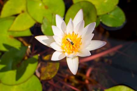 beautiful lotus and beeの写真素材