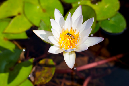 beautiful lotus and beeの写真素材