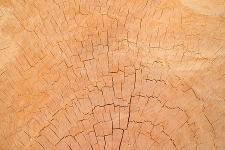 wood background and textrueの写真素材