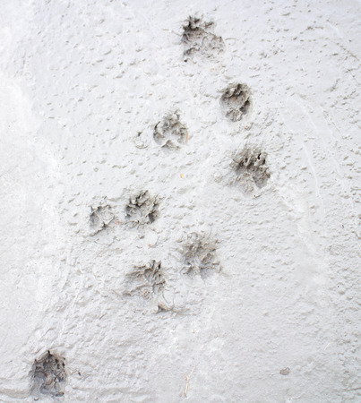 animal print backgroundの写真素材