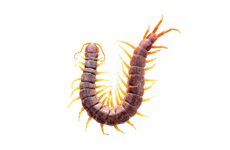 Centipede isolated white backgroundの写真素材