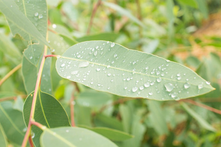 Leaf green fresh with rain dropsの写真素材