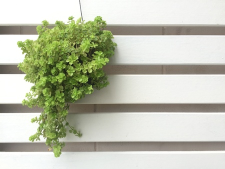 Graden tree in pot on wood background