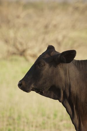 Black Cowの写真素材