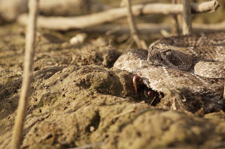 Rattlesnake
