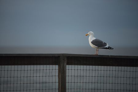 A solitart gull standing on a fence with the ocean in the backgroundの写真素材