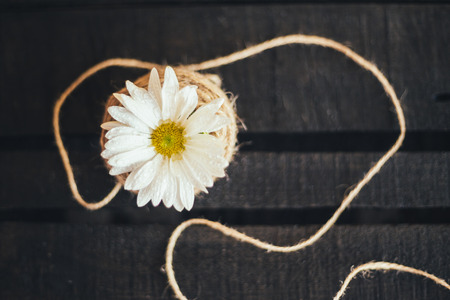 Petals of a beautiful flower on a black background photo