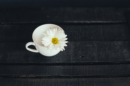 Petals of a beautiful flower on a black background photoの写真素材