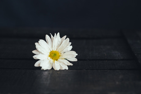Petals of a beautiful flower on a black background photoの写真素材