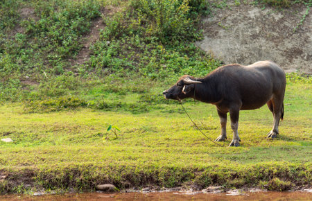 closeup buffalo eating grass with soft-focus and over light in the backgroundの写真素材