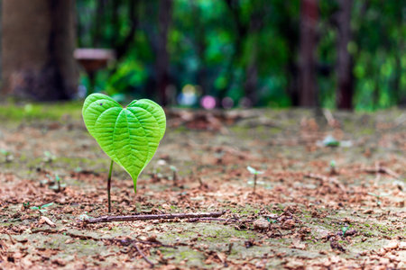 closeup young green plant growing with soft-focus and over light in the background. top view
