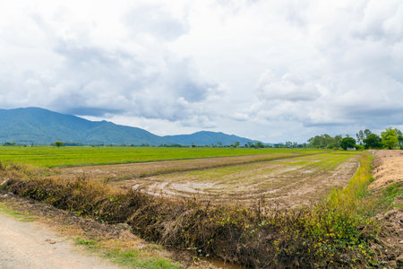 view of rice fields in the rainy seasonの写真素材