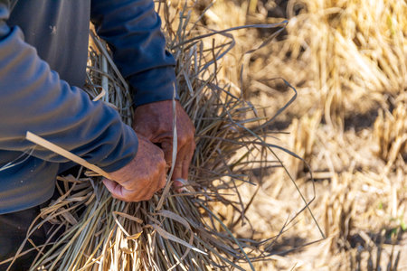 farmers harvest wheat rice by hand. close-up shot. soft-focus and over light in the backgroundの写真素材