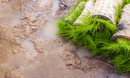 the latest advancements in rice planting machines and agricultural technology, empowering farmers in...