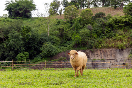 Group of sheep eating grass on meadow with green hills and trees in background, peaceful rural countryside farming sceneの写真素材