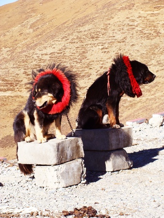Tibetan mastiffs