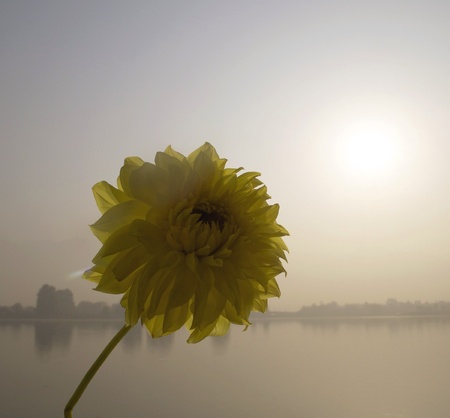 The flower with the sunの素材