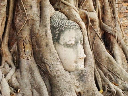 Head of Sandstone Buddha in the tree at Wat Mahathat Thailandの素材