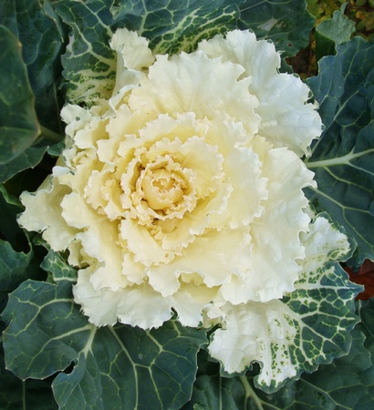 Lettuce close up の素材