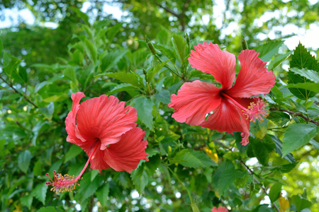 Red Hibiscus flower full blooming on a tree in sunny dayの写真素材