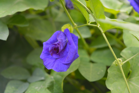 Closeup Butterfly Pea blooming in a nature backgroundの写真素材