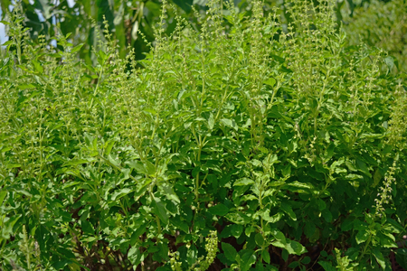 Green basil leaf in the garden , this is herb for cookingの写真素材