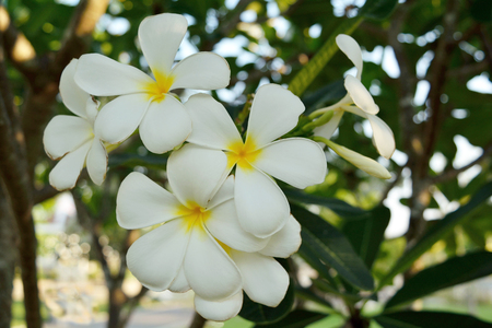 Closeup Frangipani flower or plumeria flower blooming in the garden in sunny dayの写真素材