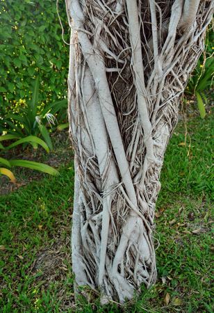Beautiful old tree root in the gardenの写真素材