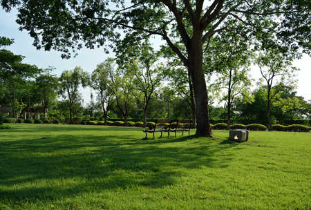 Beautiful big tree and green grass in the park in summerの写真素材