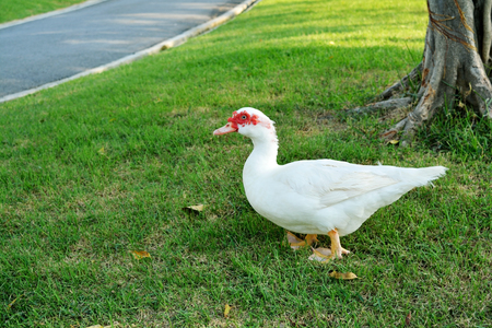 White duck walking in the park in summerの写真素材