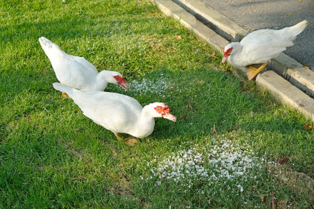White ducks eating the food on the grass in the parkの写真素材