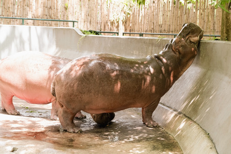 Couple Hippopotamus standing wait the food in the parkの写真素材