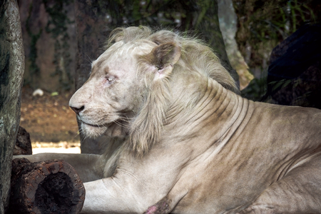 Lion sleeping on wood table in the park in sunny dayの写真素材